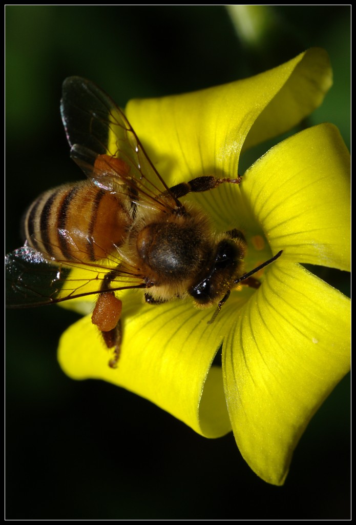 Can you a camera for macro photography? Ask MetaFilter